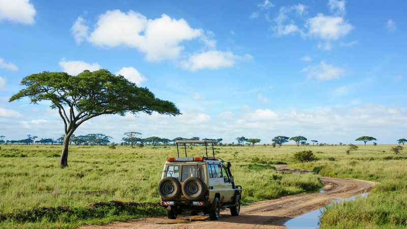 Wildlife Safari